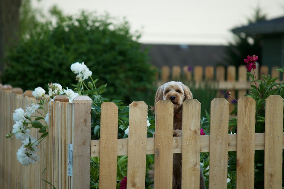 Dog-safe garden setup with pet-proof fencing and separated planting area