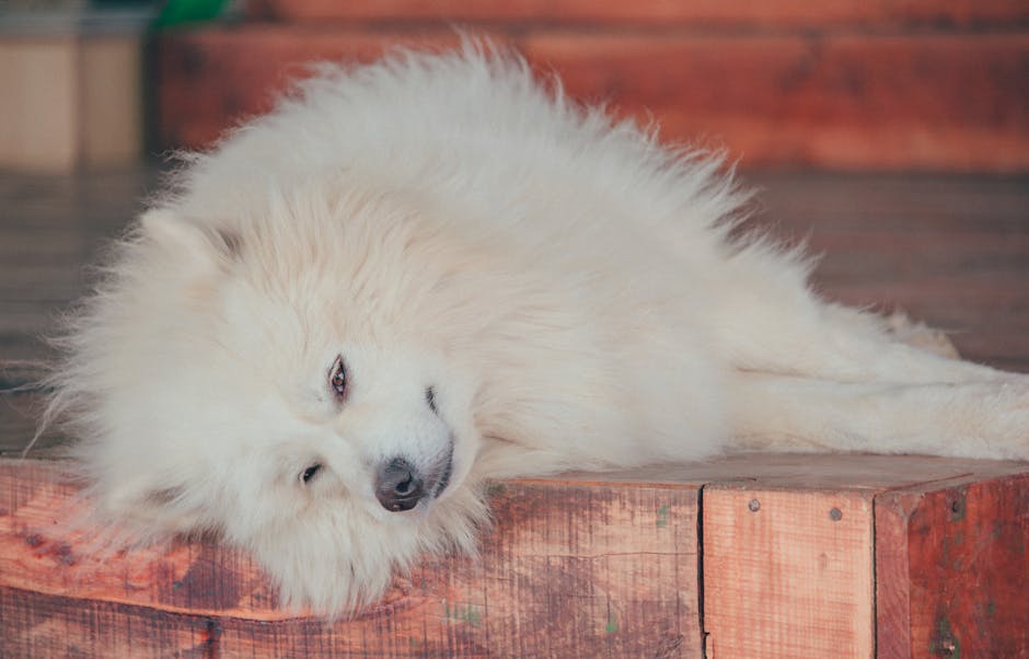 Cat or dog lying calmly indoors with a fan and soft background noise during thunder