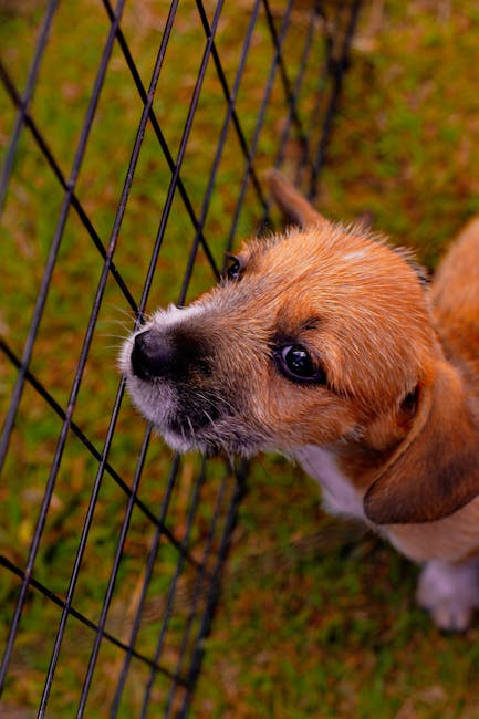 Young puppy resting safely inside a fenced playpen at home
