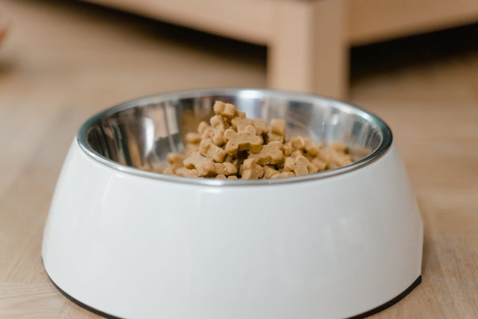 Stainless steel pet bowls on a non-slip mat beside a water bowl