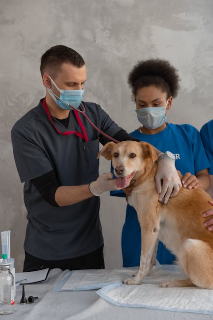 Person gently checks an injured dog while holding a first-aid kit nearby