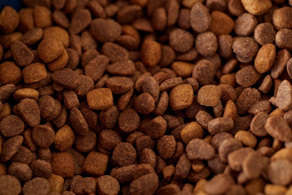 Wet vs. Dry Pet Food: A Nutrition Comparison to Help You Choose Wisely—wet and dry kibble bowls on a table.