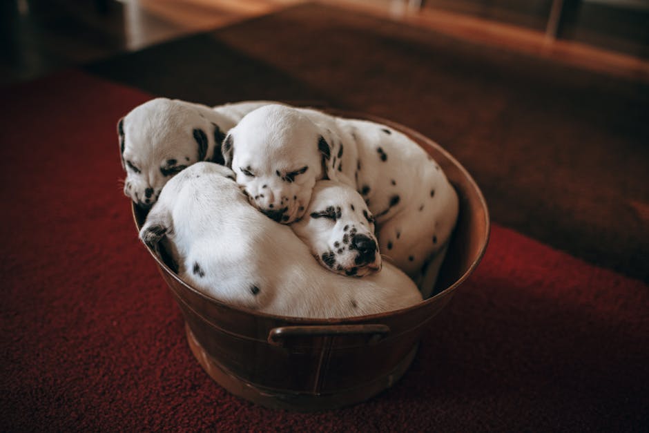 Dog relaxing in a quiet safe zone bed with a chew during anxiety recovery