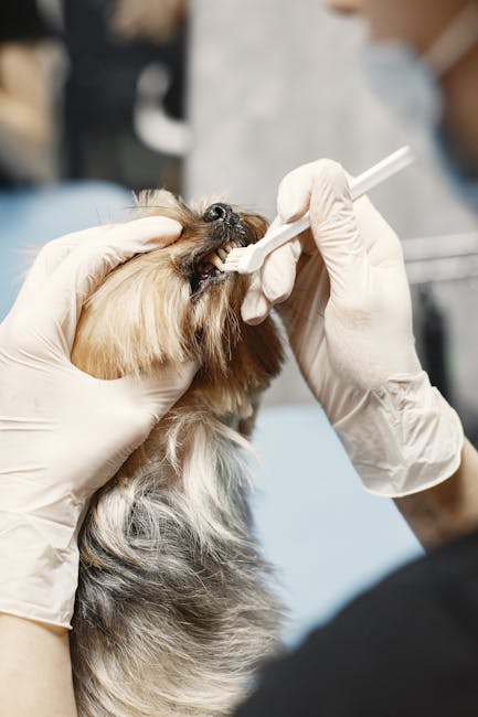 Canine Dental Care Deep Dive: dog with toothbrush and dental treats, illustrated brushing routine and vet visit cue