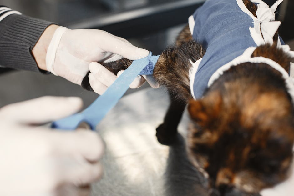Cat resting calmly with a vet as owners monitor health for hidden illness