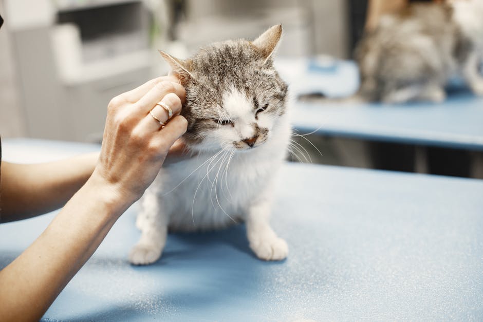 Cat at a veterinary clinic during an exam, highlighting hydration red flags