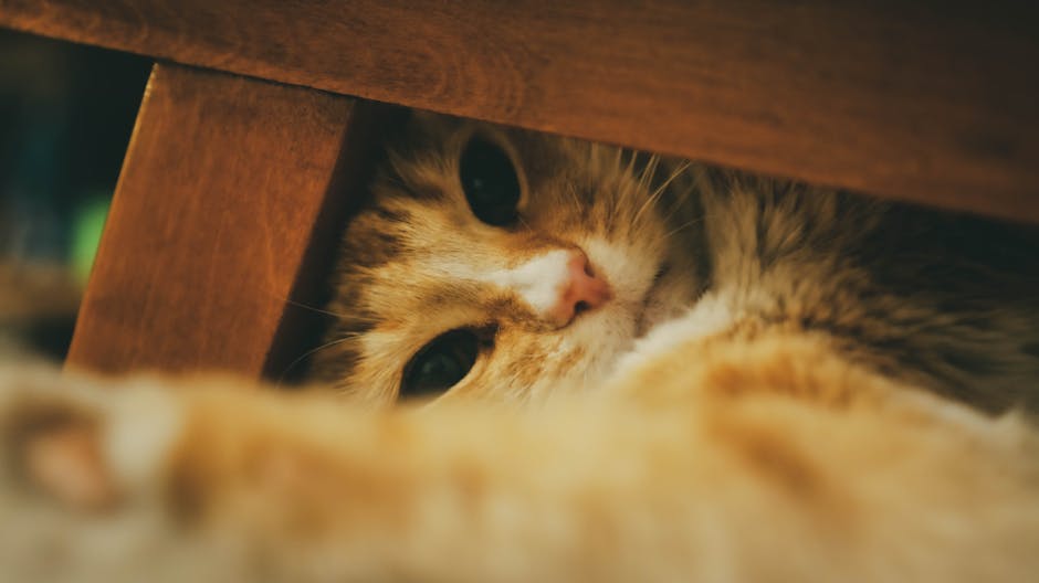 Cat hiding in a quiet room, showing signs of needing enrichment and calm routine