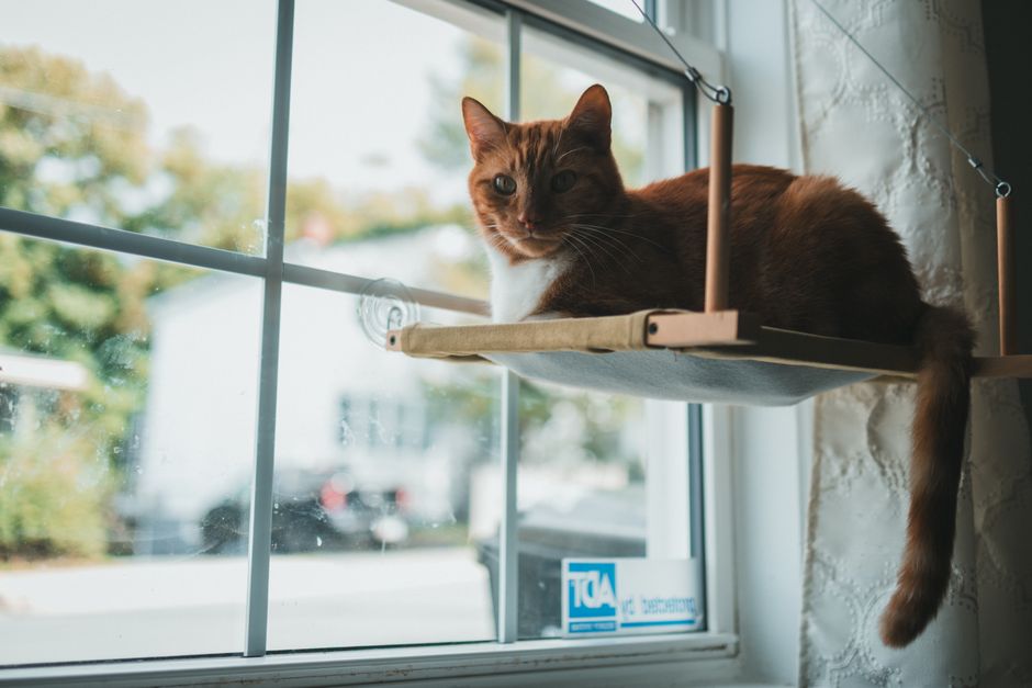 Cat sitting on a window perch near the counter route to prevent counter surfing