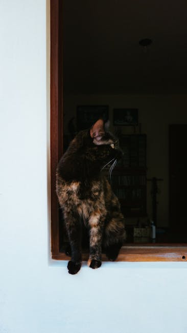 A cat relaxing on a high window perch with shelves nearby for safe viewing