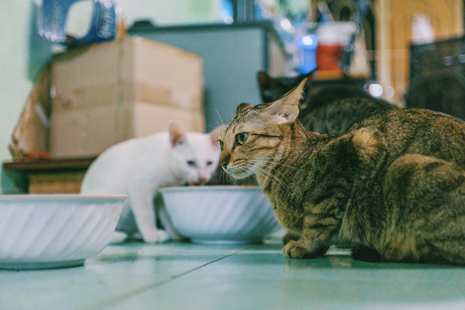 Cat eating wet food from a bowl at home, showing wet vs dry feeding options