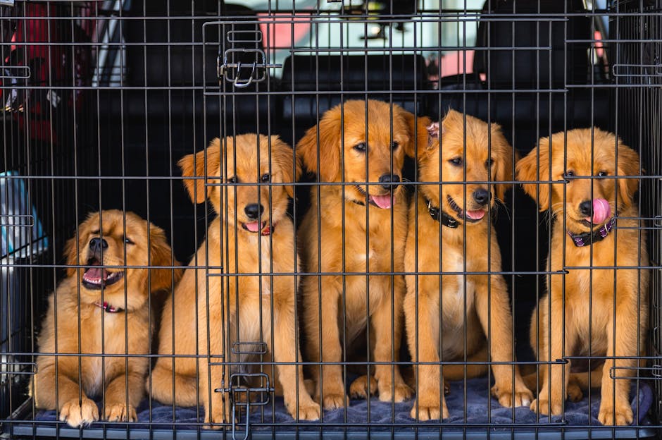 Crate training vs. paper training vs. litter training comparison with common pets, illustrated in a cozy home setting.