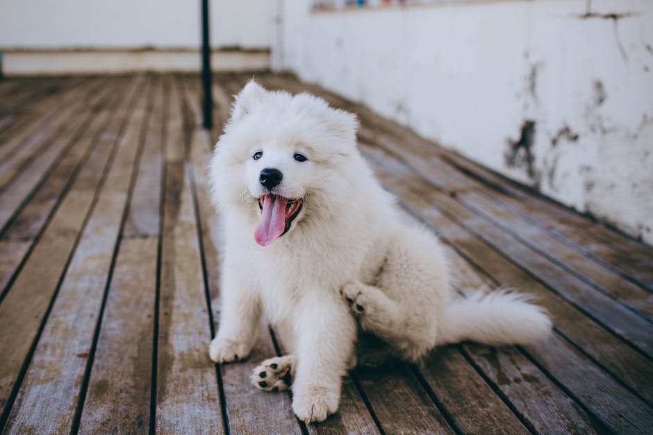 Close-up of a pet’s skin showing irritation in a guide for Deep Dive: Understanding Common Pet Skin Problems—Causes, Symptoms, and Home Care First Steps.
