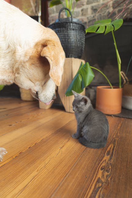 Dog and cat separated by safe spaces in a bright living room setup