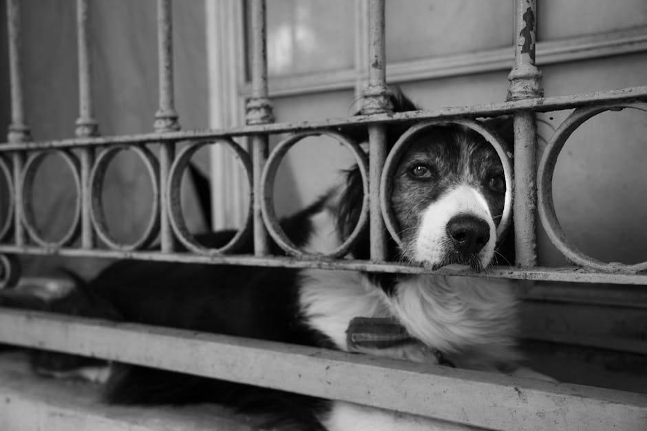 Dog safely behind a baby gate near pet-friendly plants in a living room