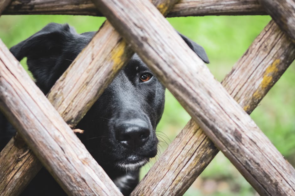 Dog safely behind temporary fencing near a construction area for trench work