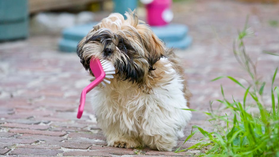 Person gently brushing a dog&rsquo;s teeth with a finger brush and dog-safe toothpaste.