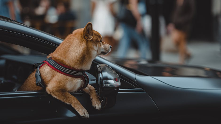 Dog secured in the back seat with a crash-tested harness and seatbelt tether