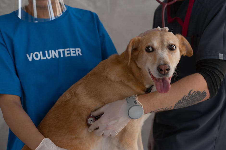 Person comforting a worried dog with open mouth breathing, near a first-aid kit