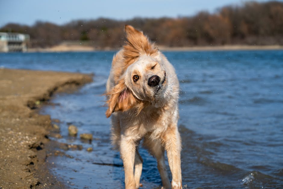 Dog crouching and hiding during loud noise, showing early panic warning signs