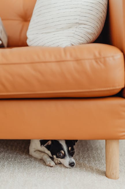 Person calmly using a phone near a dog hiding under a couch during a storm