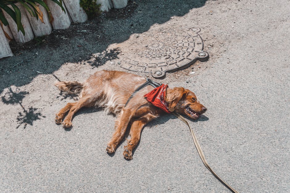 Dog on a leash during a calm road-trip rest stop with a handler nearby