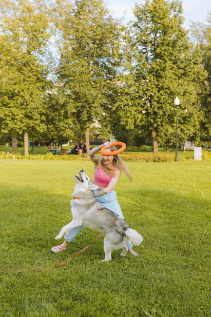 Handler rewards a dog after recall during an outdoor distraction game with a long line
