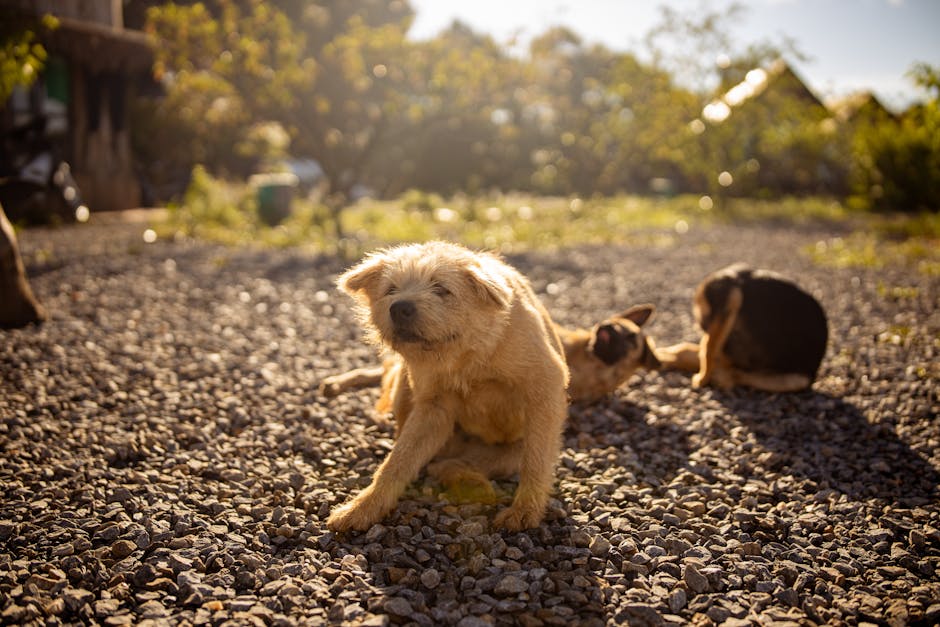 Dog scratching near tail base, illustrating flea allergy dermatitis