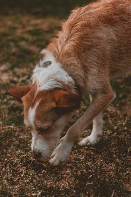 Dog enjoying scent game while searching for treats during enrichment