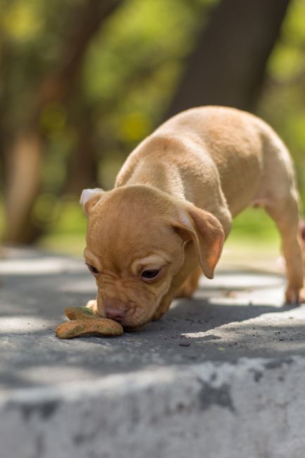Dog looking at stored treats in a cabinet with secure, pet-safe containers