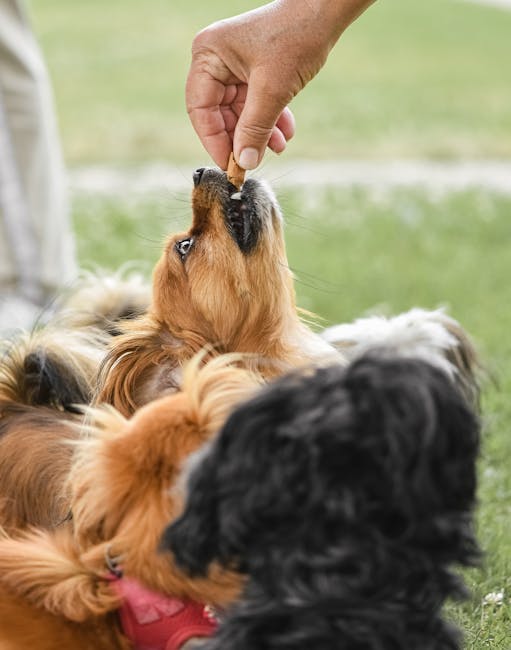 Person measuring dog food with a kitchen scale while preparing small treats
