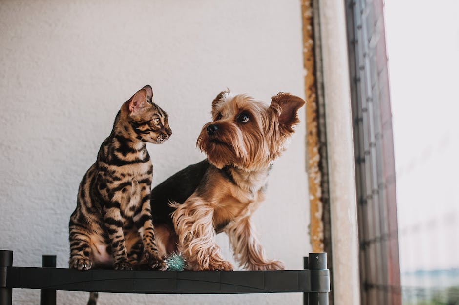 Dog vs. Cat comparison scene highlighting key differences in nutrition, enrichment, and healthcare needs