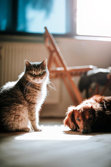 Dog vs. Cat home setup advice image, showing calm spaces that reduce stress for each pet type.