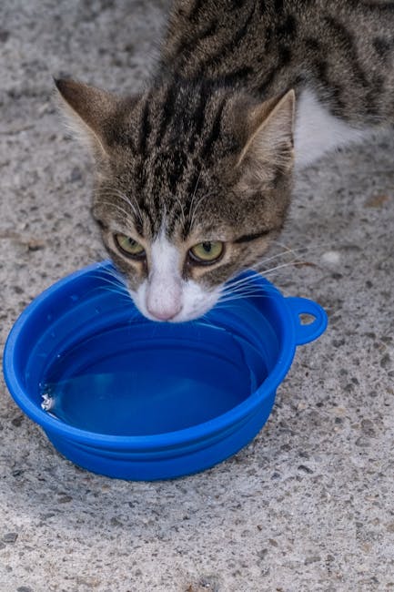 Pet stopped on the road with a travel bowl and water during a car trip