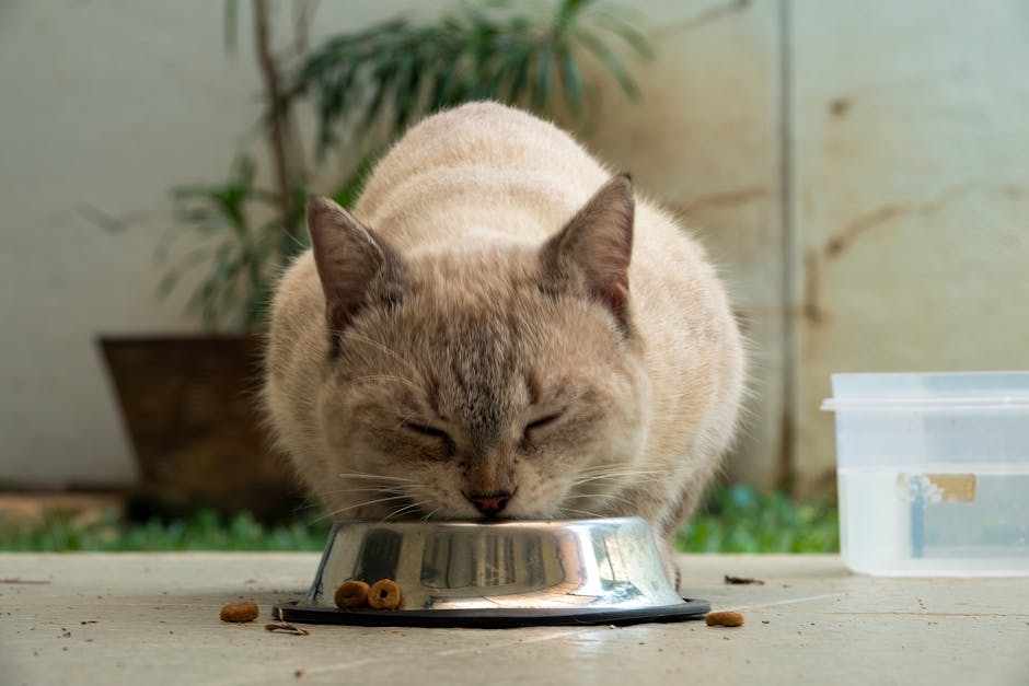 Dog or cat calmly eating from a measured bowl at set meal times