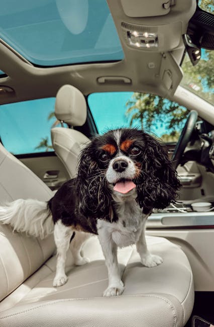Dog in car with pet travel essentials checklist, safety gear, and travel accessories for stress-free trips.