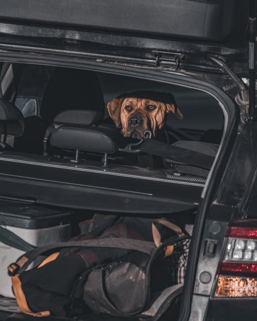 Pet Travel Safety at Home and On the Road: car setup, harness, break schedule, and emergency kit on the road