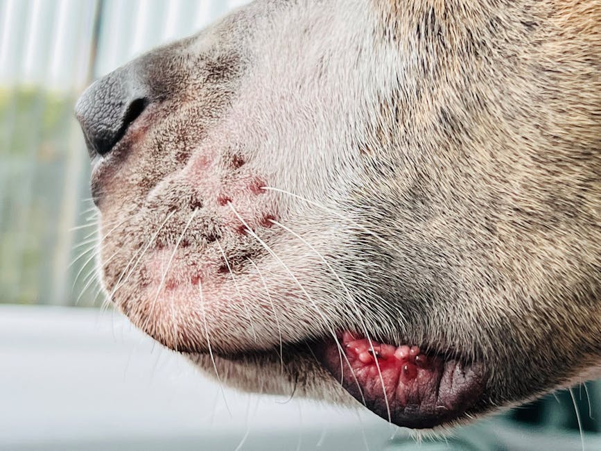 Dog with irritated wet-looking skin, showing signs of infection or yeast