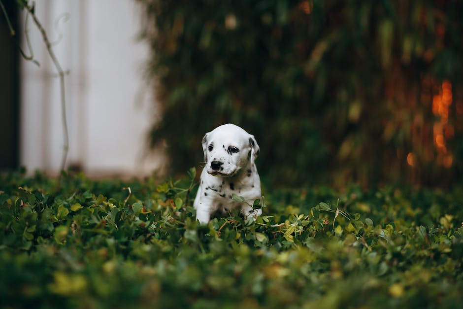 Puppy in a playpen with toys while a person watches nearby for training goals