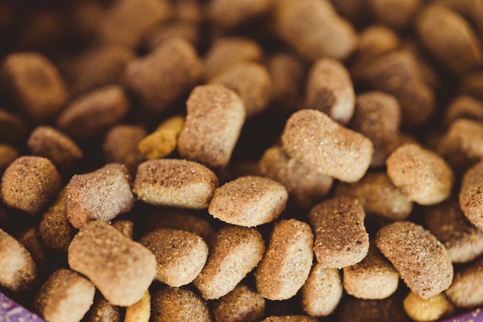 A dog food comparison visual illustrating Raw vs. Kibble vs. Fresh Food nutrition, cost, and safety tips.