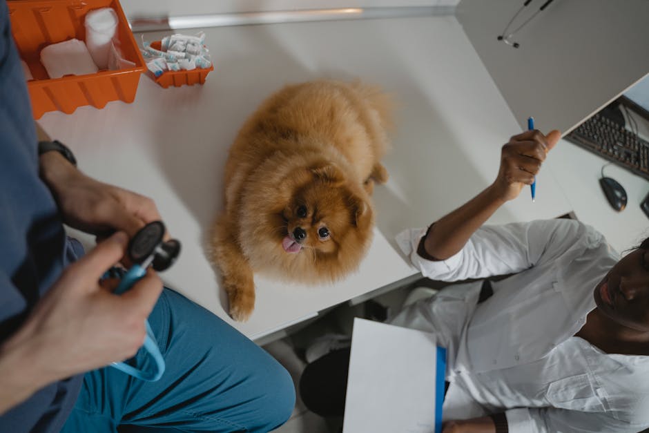 Recognize Early Signs of Illness in Pets: a vet-inspired symptom checklist by category, with cute pet silhouettes on a poster.