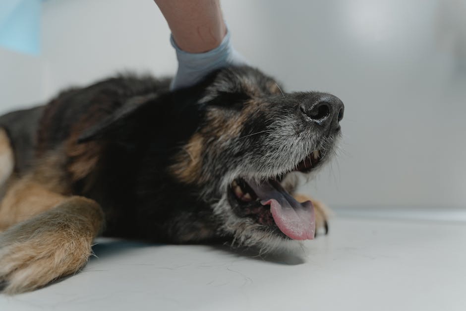 Senior dog resting on an exam table while a vet checks mobility and comfort