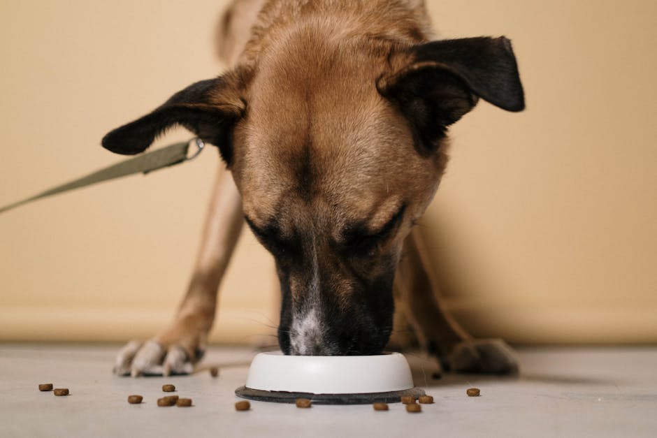 Dog using a slow feeder bowl to eat slowly and reduce vomiting risk