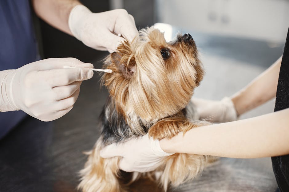 Pet owner gently cleaning a dog’s ear at home, showing steps and signs of infection in The Complete Guide to Pet Ear Cleaning