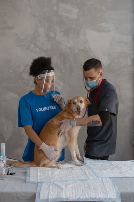 Veterinarian reviewing The Vet Checkup Checklist with pet owner during a calm clinic visit for animal health guidance.