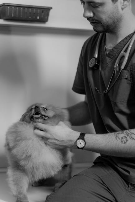 Veterinarian examining a dog&rsquo;s mouth during a dental health check.