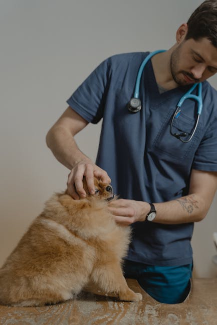 Veterinarian examining a pet while reviewing a supplement label with the owner