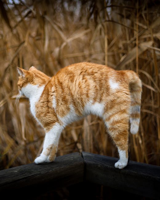 Cat sitting with tail twitching and ears angled, showing possible irritation