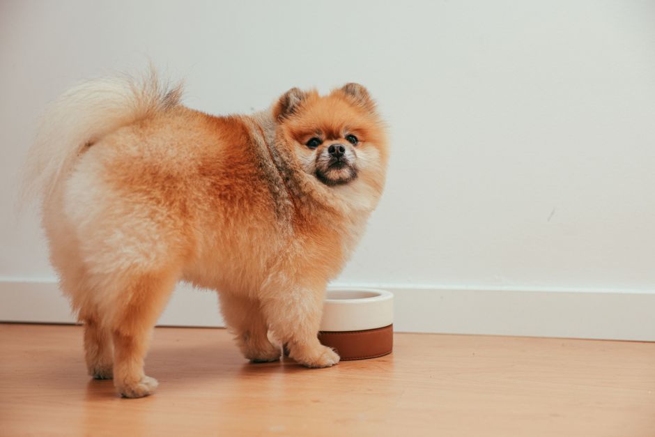 Water bowl area on pet-friendly flooring with a small spill and washable mat