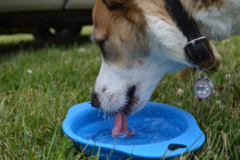 Dog drinking fresh water from a shaded stainless bowl on a warm day