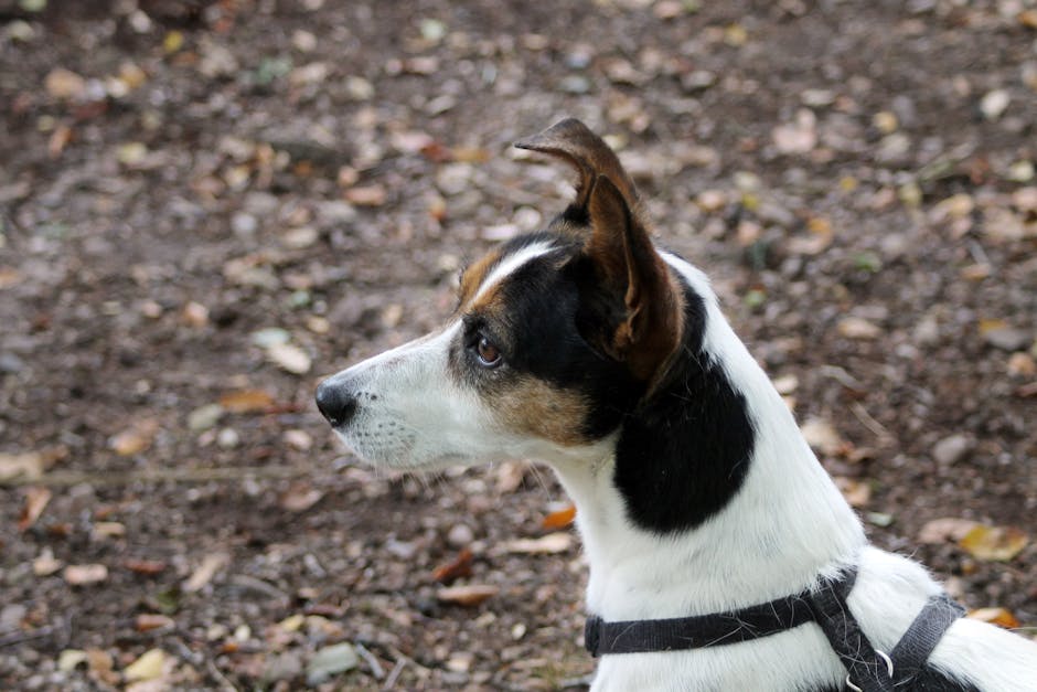 Close-up of a dog with ears forward, calm but alert expression